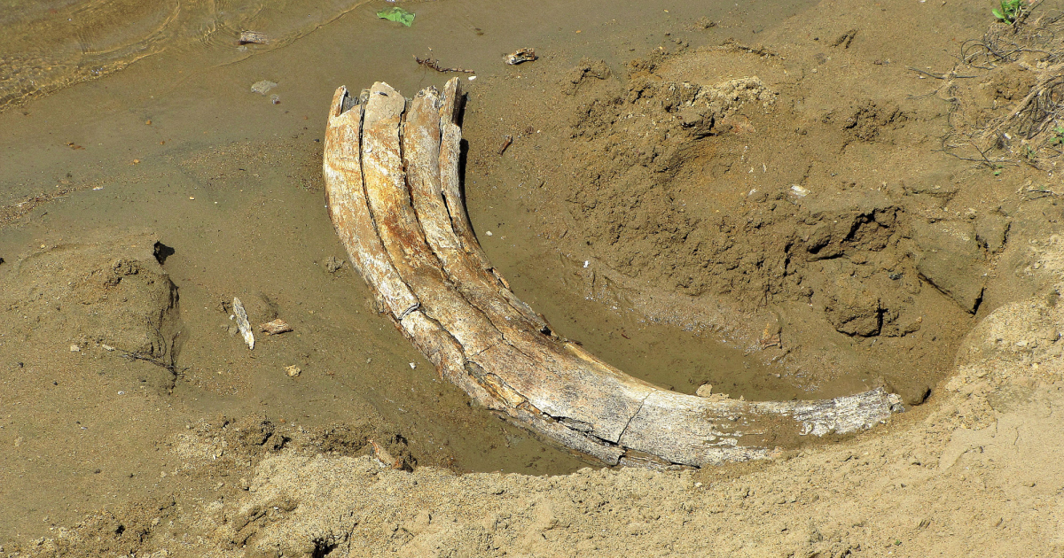Divers discover 110.000-year-old mammoth tusk in German lake