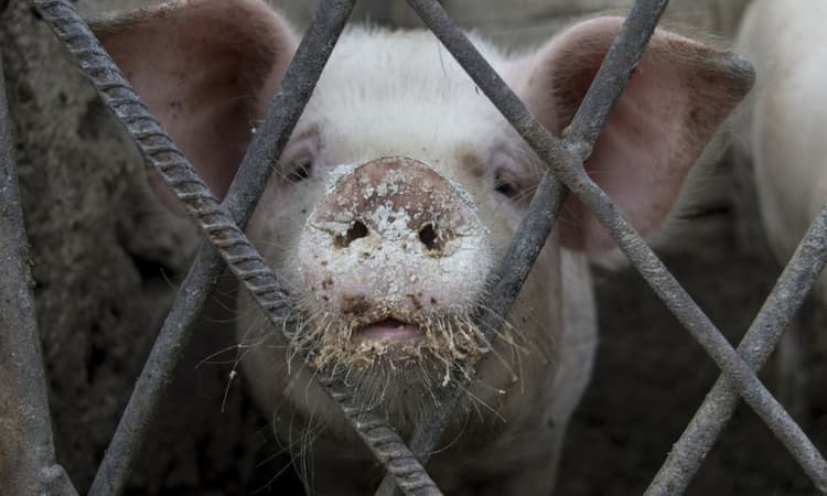 Pigs boiled alive at Dutch slaughterhouses