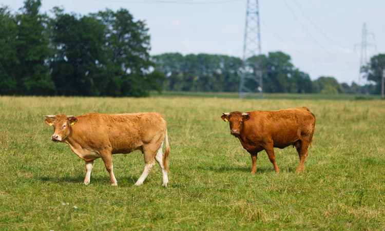Update: Escaped Dutch cow’s best friend saved