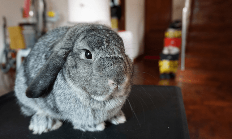 Dutch police surprised when possible burglar turns out to be pet rabbit 