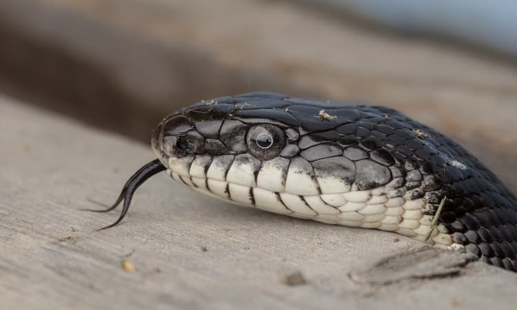 Snake slithers into BBQ, giving Dutch family a nasty surprise