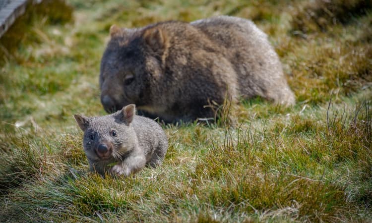 The Netherlands welcomes first wombat born at Dutch zoo