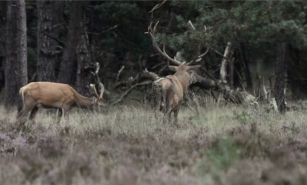Holland wildlife