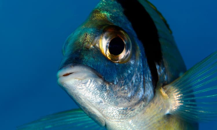 Utrecht’s fish doorbell is back for the spring