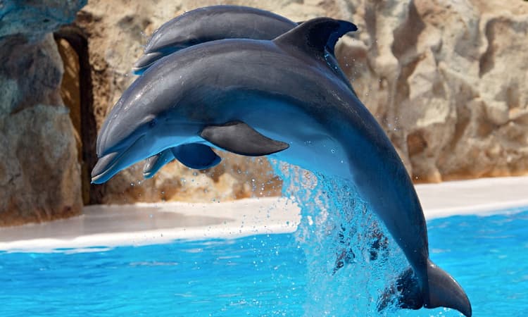 Dolphins at Hardewijk’s Dofinarium will no longer perform tricks in shows