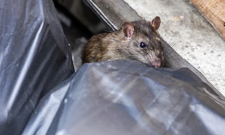 Number of rats in Amsterdam more than doubled since 2019