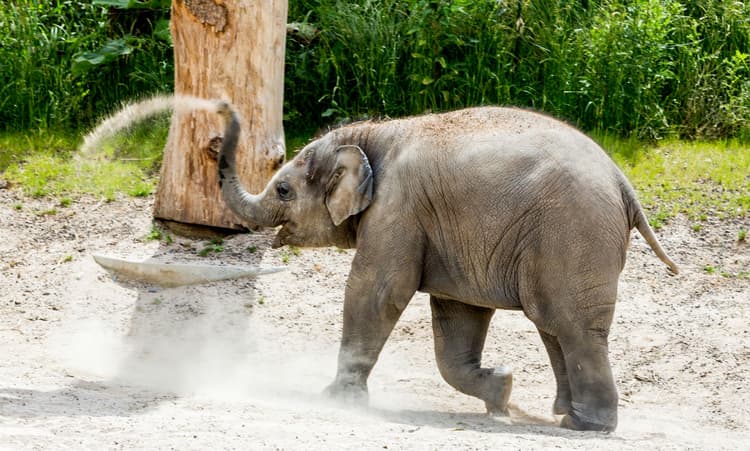 Dam Square Christmas tree donated to the elephants of Artis Zoo