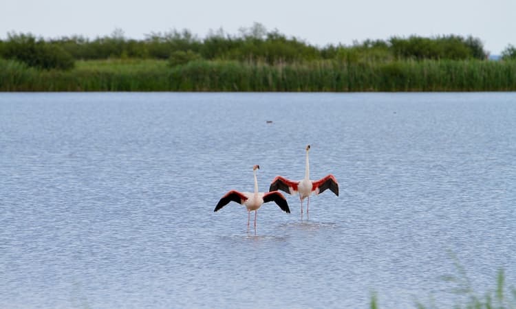 Wild flamingos spotted in Amsterdam village