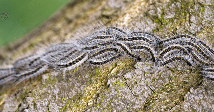 Dutch municipalities issue warnings amid rise in oak processionary caterpillars