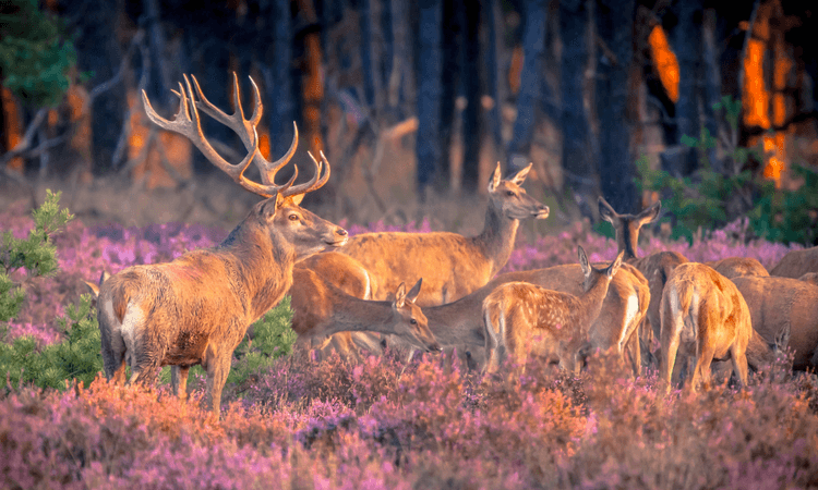 Wildlife in the Netherlands: 5 Dutch animals to spot