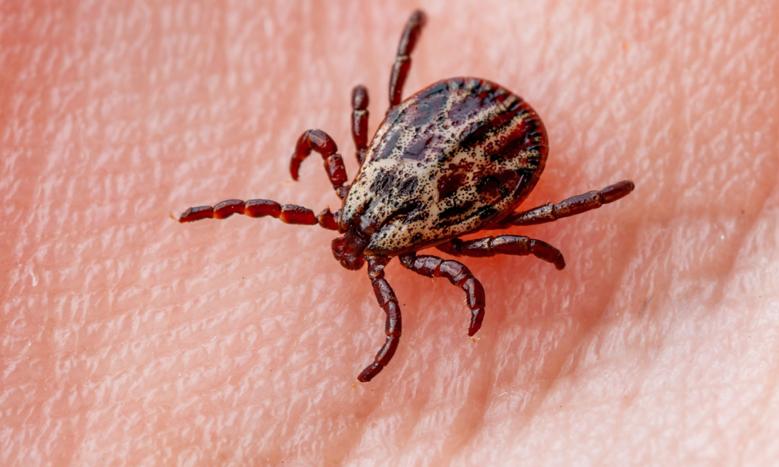 TBE on the rise in Germany as ticks become more widespread