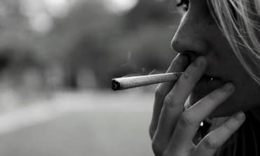 Dutch cannabis getting weaker