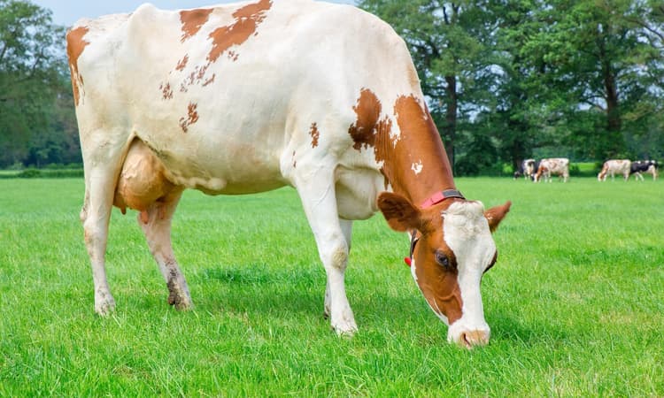 Cows get their sea legs on the Rotterdam Floating Farm