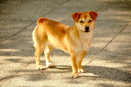 The Hague fights dog poop