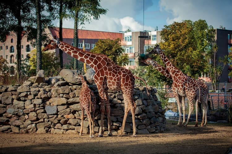 The five best zoos in the Netherlands