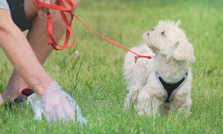 Dutch zoo asks pet owners to send in samples of their pet’s poo