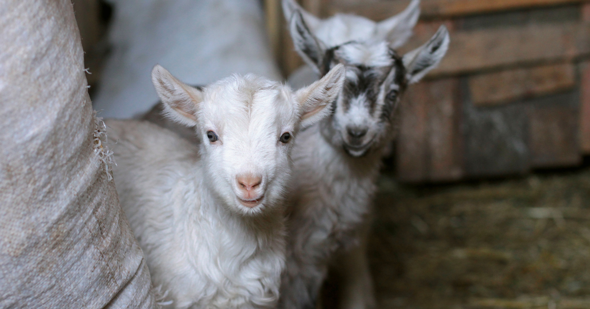 Very rare hairless goat born on Dutch farm