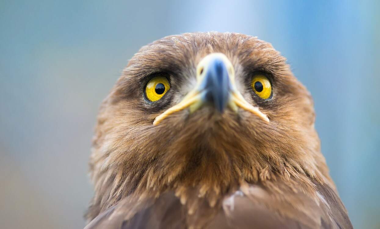New AI might stop eagles from getting stuck in German wind turbines