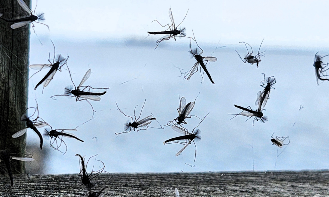 Flooding causes mosquito explosion in southern Germany