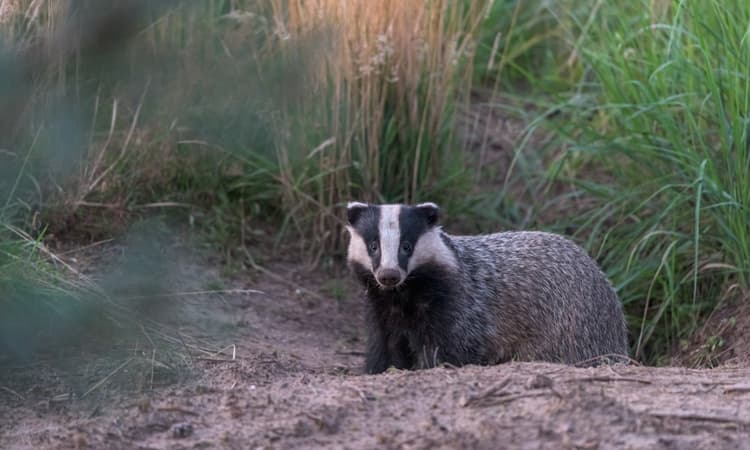 Trains in the Netherlands brought to a standstill by badgers