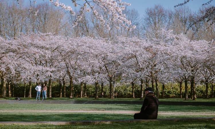 Get outside and enjoy cherry blossom season in the Netherlands