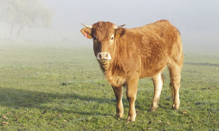 Dutch cow escapes and crowdfunding saves her from slaughter