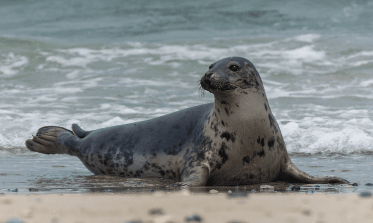 Sleeping seal found by guests in hotel room in the Netherlands