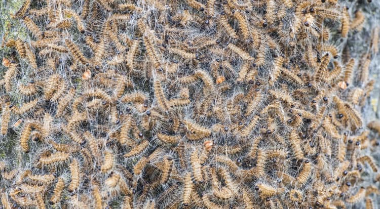 Dozens of people with serious eye problems due to oak processionary caterpillars