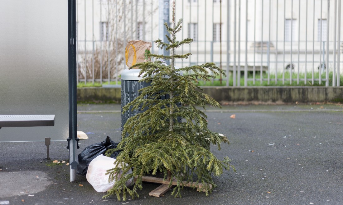 This is how to dispose of your Christmas tree in Germany