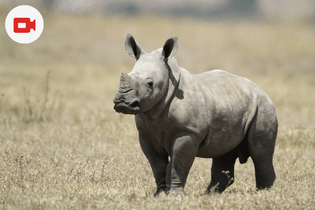 Baby Rhino Vince Just Born at Arnhem Zoo
