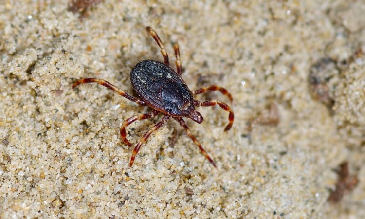 Giant tick which “hunts” its prey likely spotted in the Netherlands