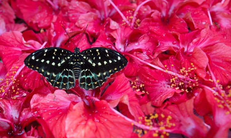 3 beautiful butterfly parks in the Netherlands