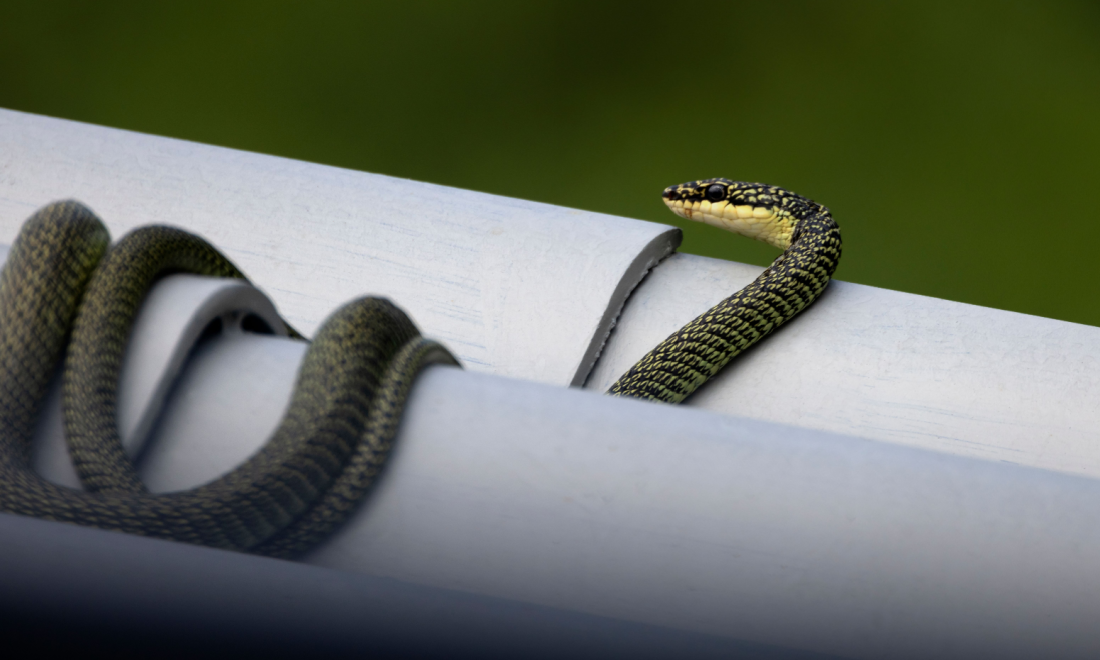 German woman mistakes expanding foam for snake and calls police