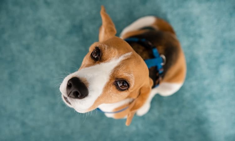 Keeping pets in the Netherlands 