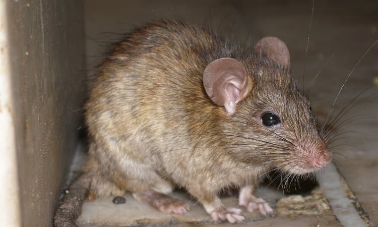 Four-legged toilet terrorist gives Amsterdam couple a nasty shock