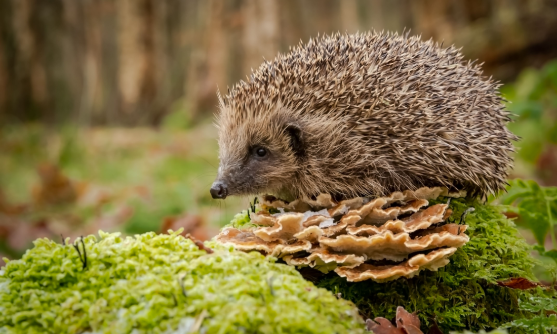 Hedgehog voted as German animal of the year 2024