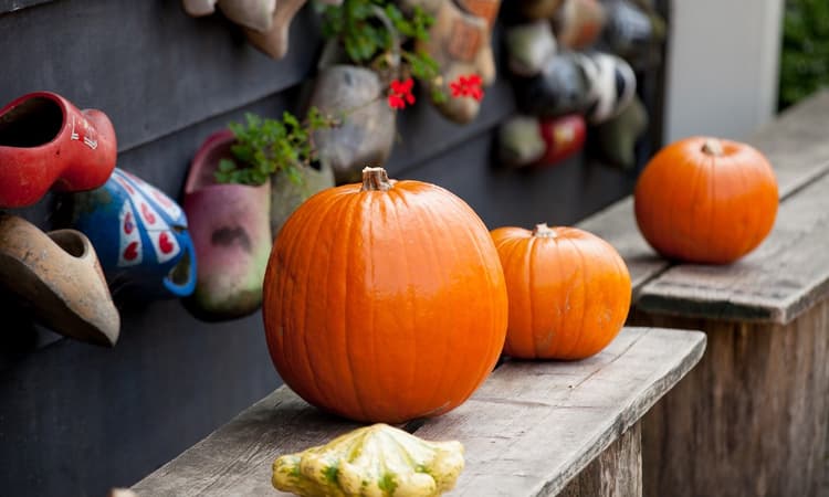 An expat guide to celebrating Halloween in the Netherlands