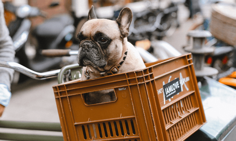 Most popular dog names in the Netherlands for 2024 revealed