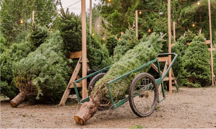 Have your Christmas tree delivered to your doorstep with Christmastree.nl
