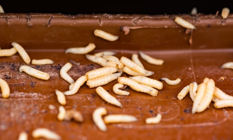 Plane turns back to Schiphol after maggots fall from overhead locker