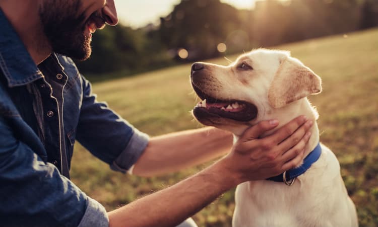 All dogs in the Netherlands will need a passport by 2020