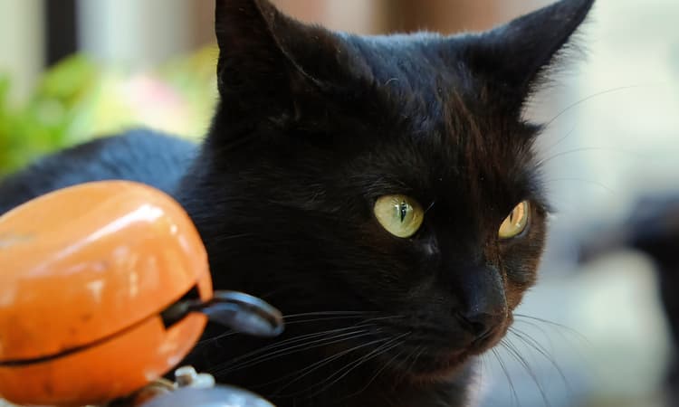 [Video] Amsterdam Police Cat goes viral on TikTok 