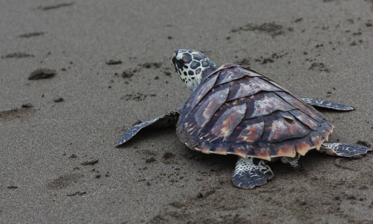 Rare Kemp's Ridley sea turtle found lost off the coast of the Netherlands