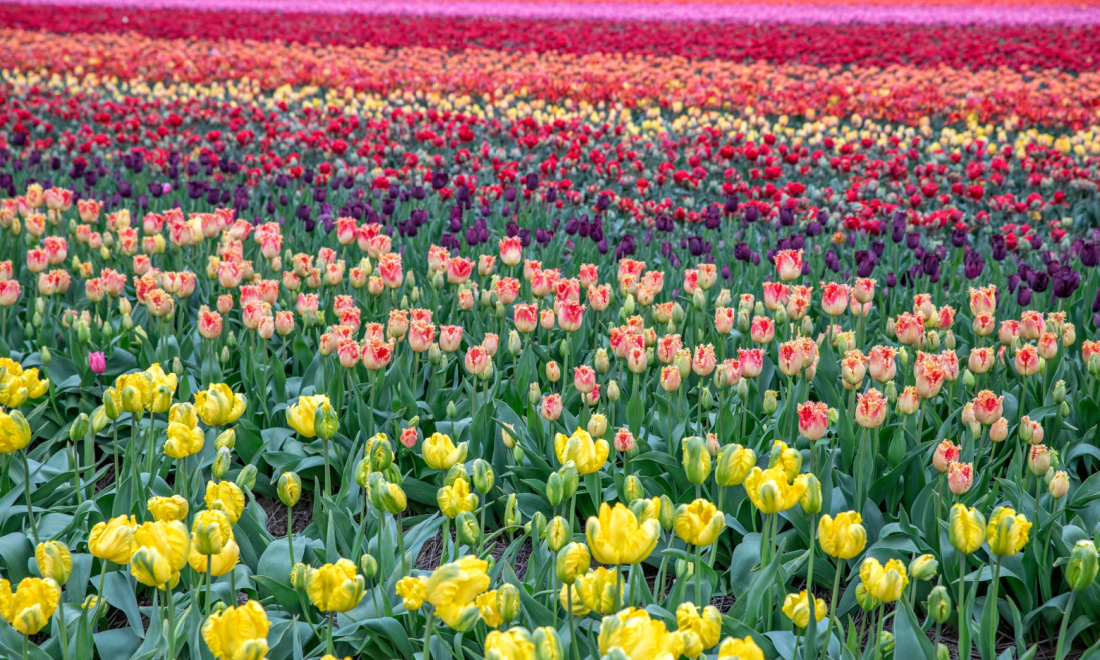 Where to find tulip fields in Germany this spring