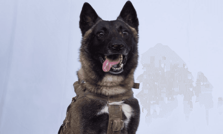 Dutch dog responsible for defeating ISIS leader