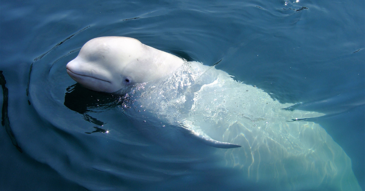 Beluga whale seen in the Netherlands for first time in 60 years