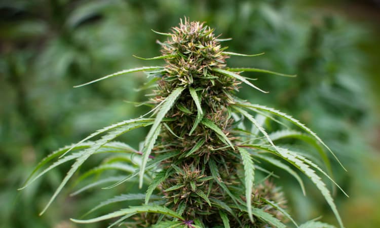 Cannabis could be legally grown in some Dutch cities before 2024