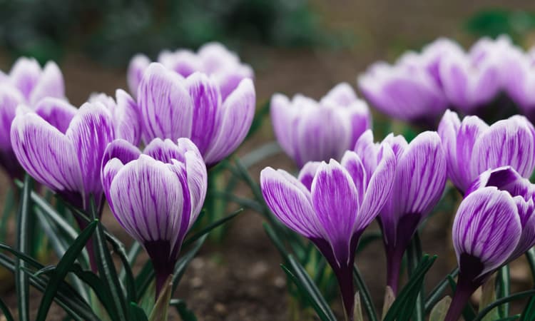 March 2024: 5 things expats in the Netherlands need to know 