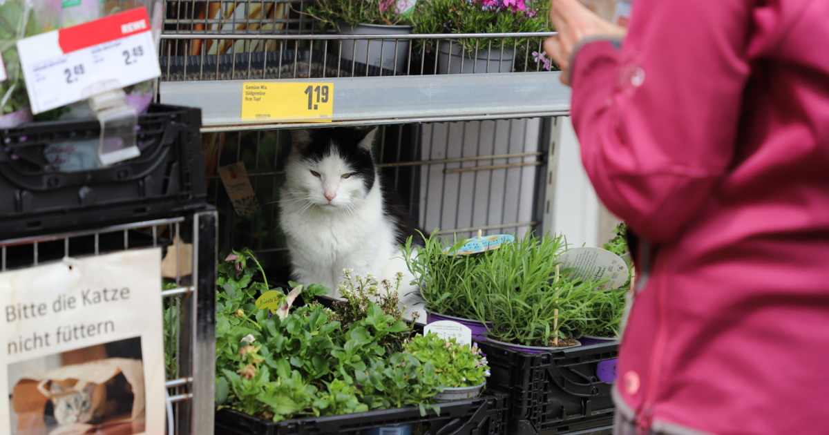 New EU law means cats and dogs must be microchipped