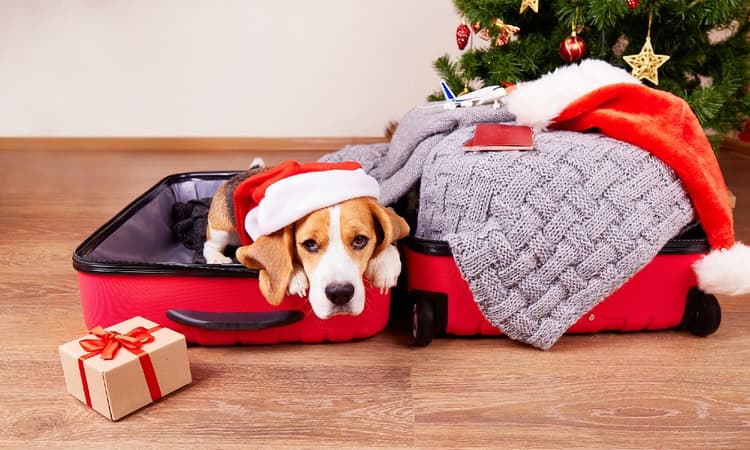 Celebrating Christmas as an expat